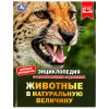 Умка Энциклопедия А4 с развивающ.заданиями.Животные в натуральную величину