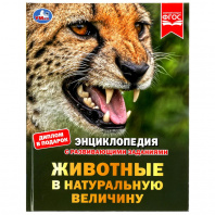 Умка Энциклопедия А4 с развивающ.заданиями.Животные в натуральную величину